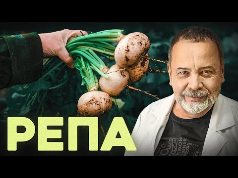 Видео: РЕПА В чем польза репы