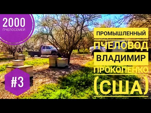 Видео: #3: 2000 #пчелосемей: пром-ый #пчеловод Владимир Прокопенко (США)