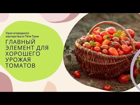 Видео: 771. Главный элемент для хорошего урожая томатов.