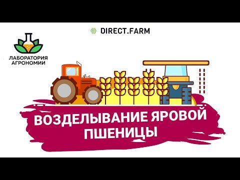 Видео: Яровая пшеница - технология возделывания
