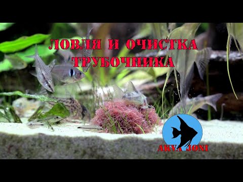 Видео: Ловля и очистка трубочника.