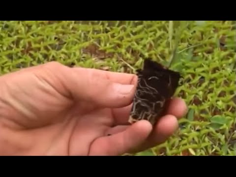Видео: Результаты применения Rost концентрата