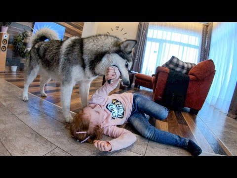Видео: СОБАКА НАПАЛА НА РЕБЁНКА