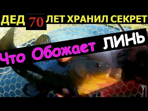 Видео: ЛЮТАЯ НАСАДКА НА ЛИНЯ. Рыбалка на линя. Как поймать линя. Линь на поплавок.