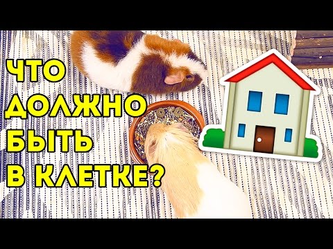 Видео: Что Должно Быть в Клетке Морской Свинки / SvinkiShow