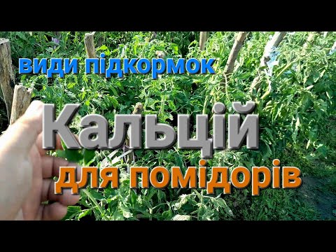 Видео: Одне з найважливіших підживлень для ваших Помідорів/// Кальцій для помідорів@МояДачаСадГород
