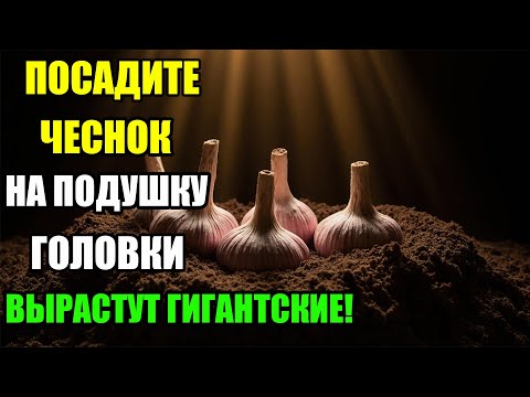 Видео: ОДИН СПОСОБ ПОСАДКИ – И ЧЕСНОК ВЫРАСТЕТ ГИГАНТСКИМ!