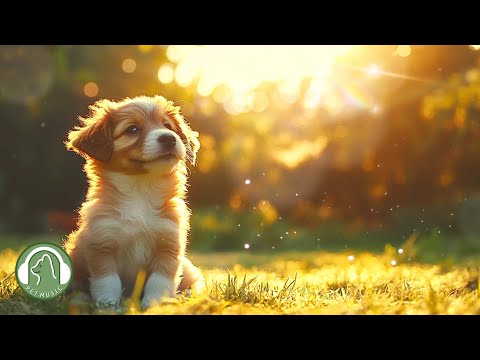 Видео: (Естественные звуки птиц)Любимая музыка собак🐶Комфортная лечебная музыка для сна