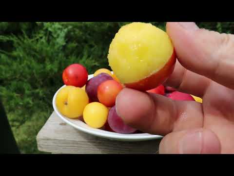 Видео: Обзор сортов сливы диплоидной (алычи) в Хатунском питомнике