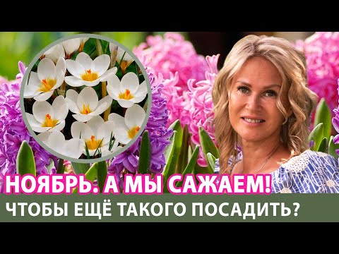 Видео: Теплый ноябрь? Сажаем нарциссы и тюльпаны!