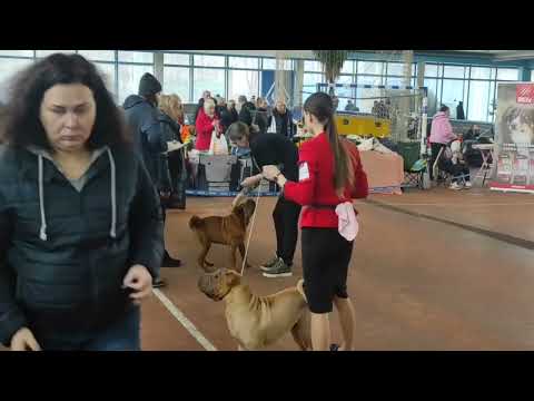 Видео: Шарпей на выставке   Wow that’s nice iz doma BSS