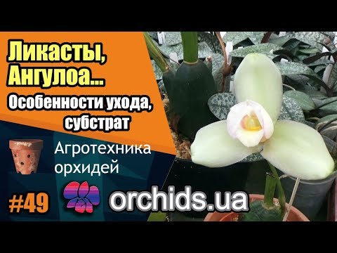 Видео: Орхидеи Ликасты, Ангулоа... Особенности ухода, выращивания, субстрат.