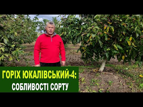 Видео: №142 Горіх сорту Юкалівський-4. Особливості сорту
