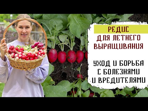 Видео: Результат посева редиса в открытом грунте при помощи маркера + Обзор редиса для летнего выращивания