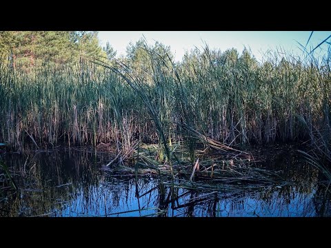 Видео: В таку РАНЬ на цьому Зарослому Болоті можна і Кабана Зустріти-рибалка на Поліссі