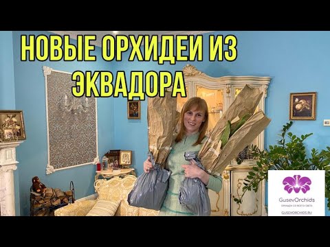 Видео: Мега орхидеи из Эквадора! Шикарные ликасты и Ангулоа