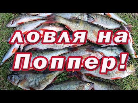 Видео: ЛОВЛЯ на ПОППЕР!  Тактика ловли.  Лучшие места и Правильная техника! Спиннинг для начинающих.