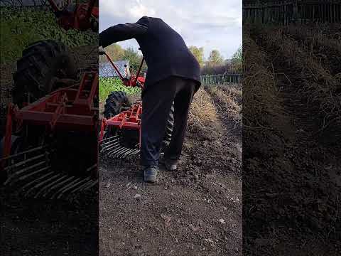 Видео: Мотоблок МТЗ, уборка картошки