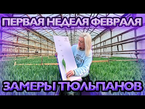 Видео: Первая неделя февраля: замеры тюльпанов
