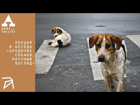 Видео: Бродячие собаки. Научный взгляд | Алексей Верещагин и Денис Симонов