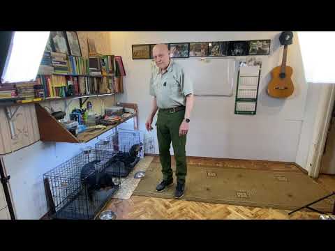 Видео: Тренинг ягдтерьера Шнапса и таксы Гавра  Ищи - Голос - Ешь