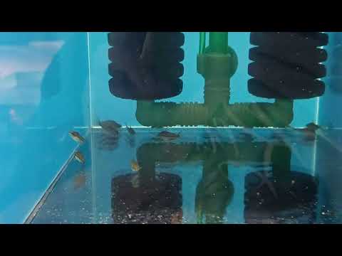 Видео: Разведение коридорасов. Коридорас Пигмей.