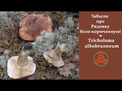 Видео: Забыли про Рядовку бело-коричневую! - Tricholoma albobrunneum.
