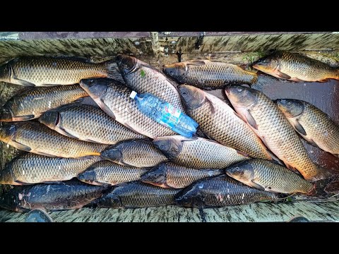 Видео: 200 кг сазана за час или ТОННЫ САЗАНА В РЕКЕ . Рыбалка 2025. Рыбалка на подъемник.