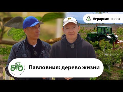Видео: В гостях в Кыргызстане. Проект "Социальное дерево" или для чего выращивать павловнию