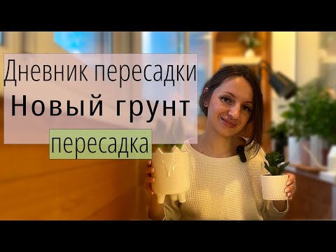 Видео: Дневник пересадки: Сансевиерия и Крассула. Специальный грунт и пошаговый процесс