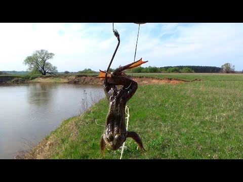 Видео: Ловля лягушек для наживки на сома, расстановка донок