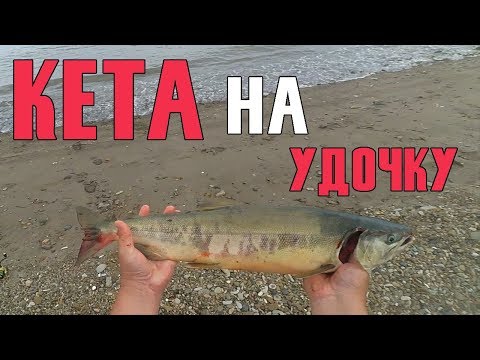 Видео: КЕТА НА УДОЧКУ | РЫБАЛКА 2019 СЕНТЯБРЬ