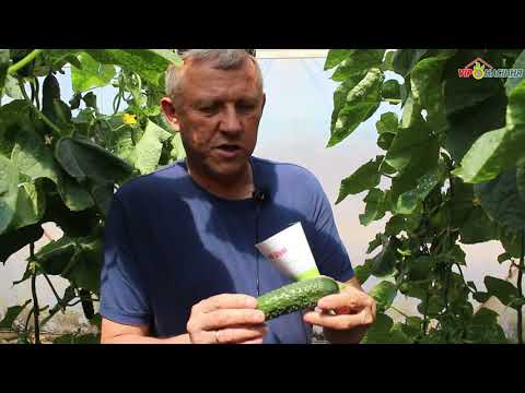 Видео: Новинка! Огурец Мадрилен F1 (Madrilen) Seminis