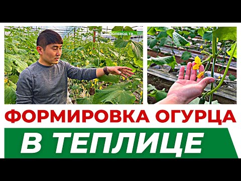 Видео: ФОРМИРОВАНИЕ ОГУРЦА В ПЕРИОД ПЛОДОНОШЕНИЯ. #формирование #огурцы #теплица #агробизнес #агроном