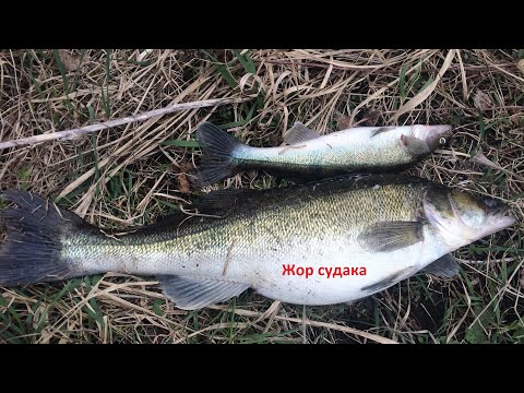 Видео: Жор Судака Весной. Снасть грушка ,  блесна пуля.