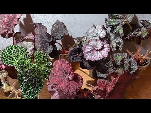 Видео: Обзор бегоний. Часть 1.  25.07.2023