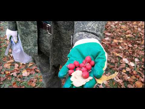 Видео: Опять сажаю боярышник семенами.