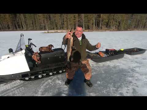 Видео: Лучшая рыбалка в Карелии на лесном озере