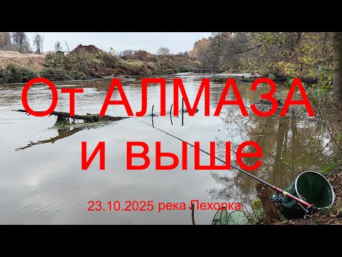Видео: Трилогия "Пехорка". От Алмаза и выше. 23.10.2025. река Пехорка. п. Красково. Рыбалка в Подмосковье.