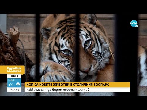 Видео: Маймуна от столичния зоопарк пострада след храна от посетители