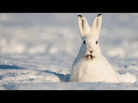 Видео: Қоян шаруашылығы / 12 бөлім / "Қояндарға қыста қар бермеймін!"