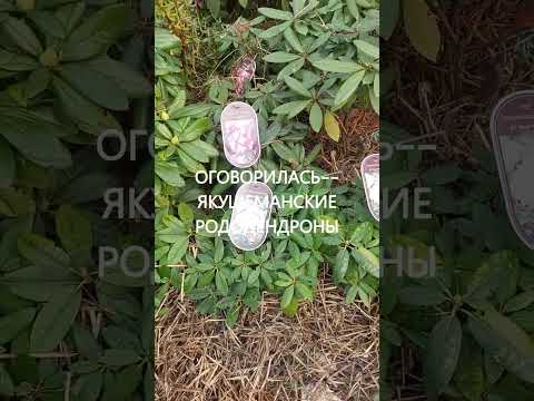Видео: РОДОДЕНДРОНЫ В ПРОДАЖЕ ИЗ САДА-2024год
