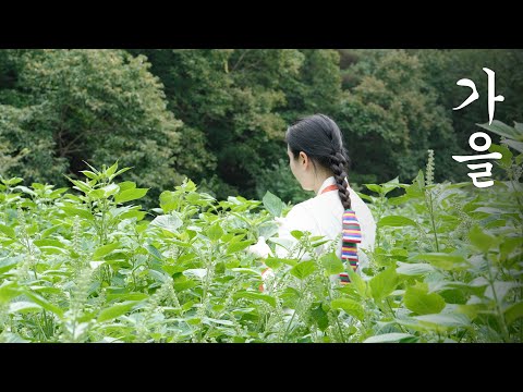 Видео: Сбор листьев периллы осенью🍃| Посадка семян в саду👩🏻‍🌾 | Сладкая тыква Клейкий рис🎃