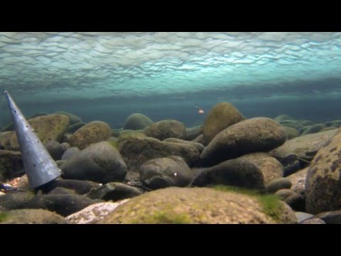 Видео: Хариус в феврале.  Часть 2.