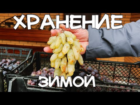 Видео: КАК ХРАНИТЬ ВИНОГРАД ЗИМОЙ И КАКИЕ СОРТА ДЛЯ ЭТОГО ПРИГОДНЫ. СВЕЖИЙ ВИНОГРАД ЗИМОЙ