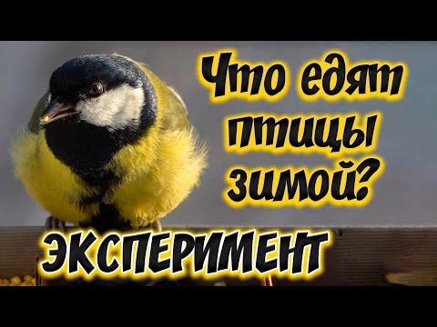 Видео: ЧТО ЕДЯТ ПТИЦЫ ЗИМОЙ? ЭКСПЕРИМЕНТ на кормушке 4К - синицы сами выбирают корм