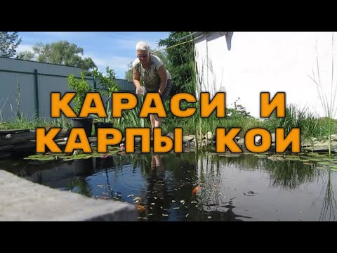 Видео: Карпы Кои и караси, конец июля. Кормление рыбы в пруду