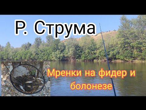 Видео: РЕКА СТРУМА, РИБОЛОВ на МРЕНИ. ЛОВИХ с ФИДЕР и БОЛОНЕЗЕ! СУПЕР КЕФ!