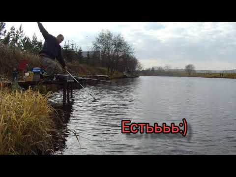 Видео: Херабуна. У карпа нет шанса...