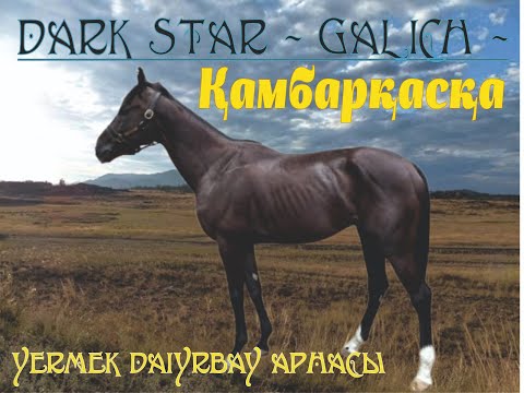 Видео: Kambarkaska. Жүзден жүйрік арғымақ Қамбарқасқа.